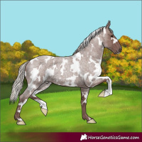 Horse Color:White Spotted Chocolate Silver Blue Roan