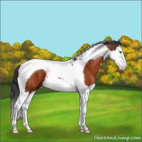 Horse Color:Bay Splash Tobiano
