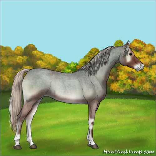 Horse Color:Silver Blue Onyx Roan Rabicano 