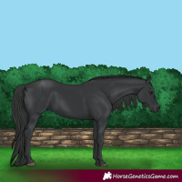 Horse Color:Black 