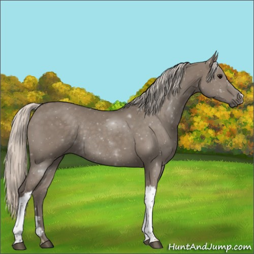 Horse Color:Silver Grullo Rabicano 