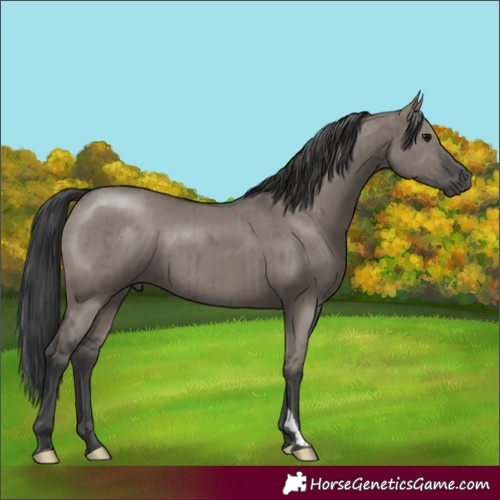 Horse Color:Grullo Brindle 