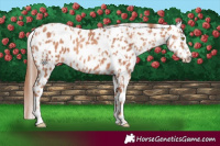 Horse Color:Gold Champagne Appaloosa  and Gold Champagne Appaloosa 