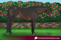 Horse Color:Brown 