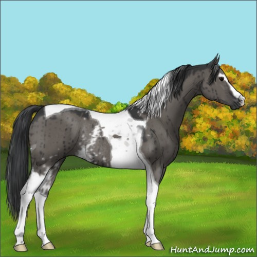 Horse Color:White Spotted Grullo Tobiano Rabicano Brindle 