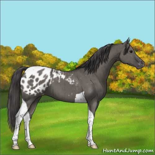 Horse Color:Grullo Tobiano Appaloosa Brindle 