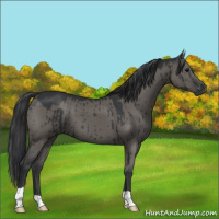 Horse Color:Grullo Brindle 