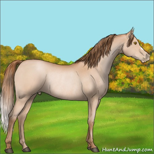 Horse Color:Bay Pearl Rabicano 