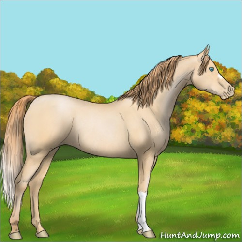 Horse Color:Buckskin Pearl Rabicano 