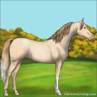 Horse Color:Buckskin Pearl Rabicano 