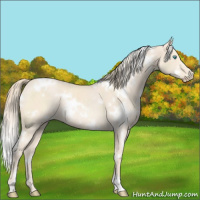 Horse Color:White Spotted Perlino Rabicano 
