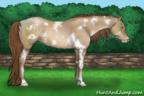 Horse Color:White Spotted Smoky Black Pearl Sabino 