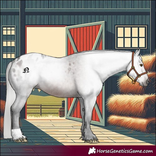 Horse Color:Gray Liver Chestnut Appaloosa 
