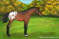 Horse Color:Bay Roan Appaloosa