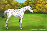 Horse Color:Bay Roan Appaloosa 