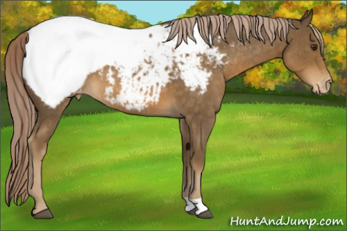 Horse Color:Chocolate Palomino Roan Appaloosa