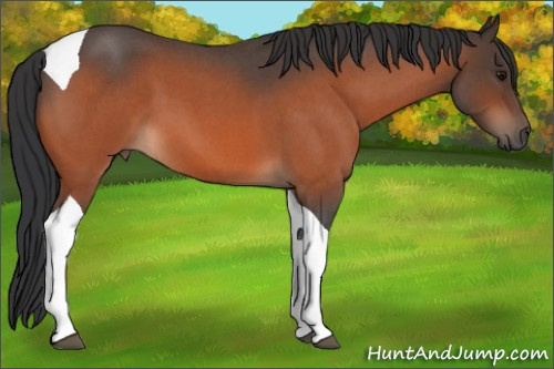 Horse Color:Bay Roan Tobiano