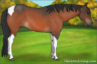 Horse Color:Bay Roan Tobiano