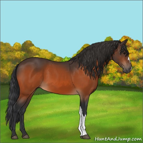 Horse Color:Bay 