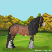 Horse Color:White Spotted Bay Sabino Appaloosa 