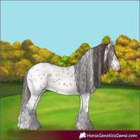 Horse Color:White Spotted Bay Sabino Appaloosa