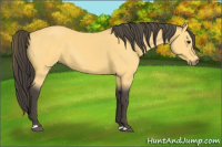 Horse Color:Buckskin 