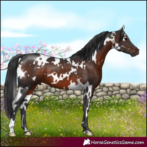 Horse Color:White Spotted Brown 