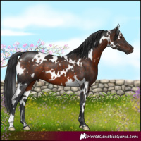 Horse Color:White Spotted Brown