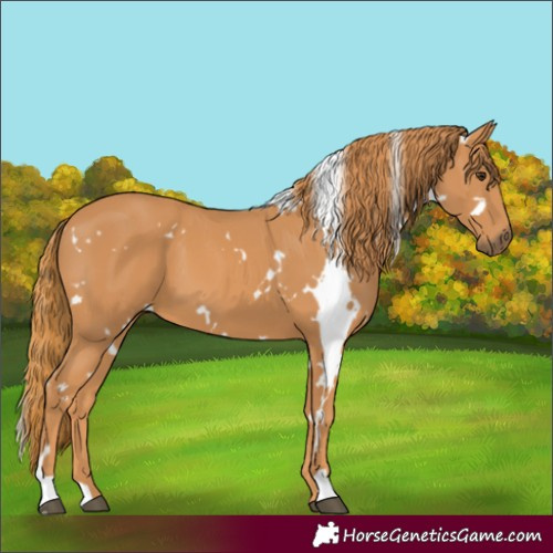 Horse Color:White Spotted Chestnut 