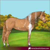 Horse Color:White Spotted Chestnut