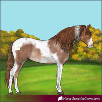 Horse Color:Chestnut Tobiano Frame 