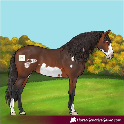 Horse Color:Bay Frame 