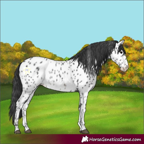 Horse Color:Black Appaloosa Rabicano 