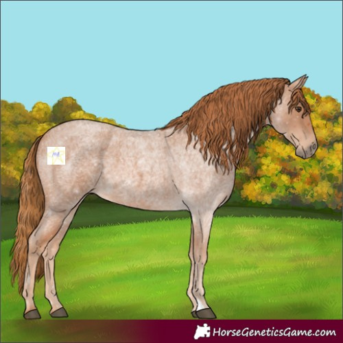 Horse Color:Red Roan 