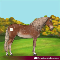 Horse Color:Chestnut 