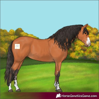 Horse Color:Bay 