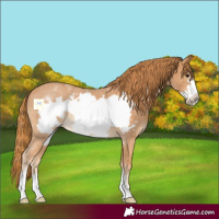 Horse Color:Chestnut Frame