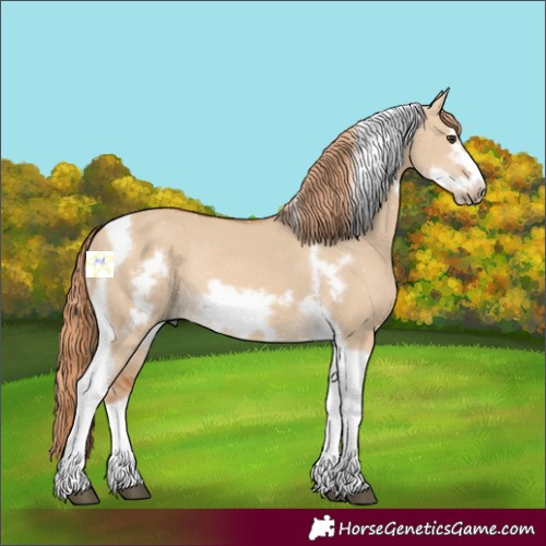 Horse Color:Red Dun Tobiano Frame Rabicano 