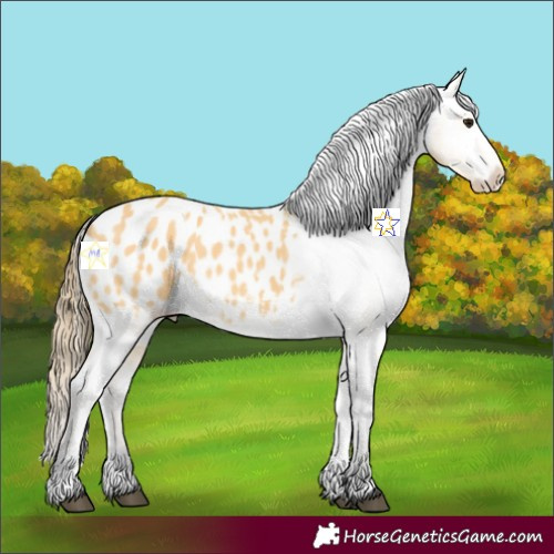 Horse Color:Buckskin Appaloosa 