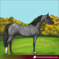 Horse Color:Blue Roan Tobiano 
