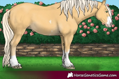 Horse Color:Gold Cream Champagne 