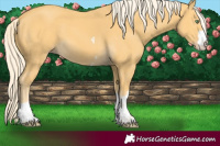 Horse Color:Gold Cream Champagne 
