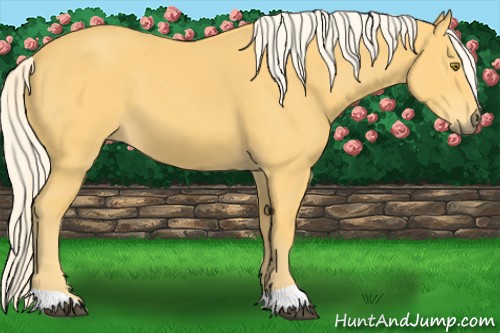 Horse Color:Palomino
