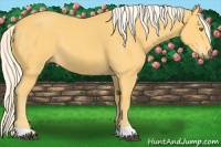 Horse Color:Palomino 