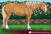Horse Color:Palomino