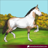 Horse Color:Bay Dun Frame 