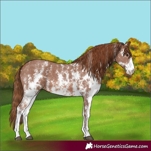 Horse Color:Chestnut Sabino