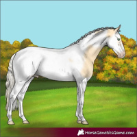 Horse Color:Gold Cream Champagne Dun Splash Tobiano Frame 