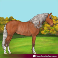 Horse Color:Silver Bay Rabicano 