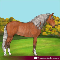 Horse Color:Silver Bay Rabicano 
